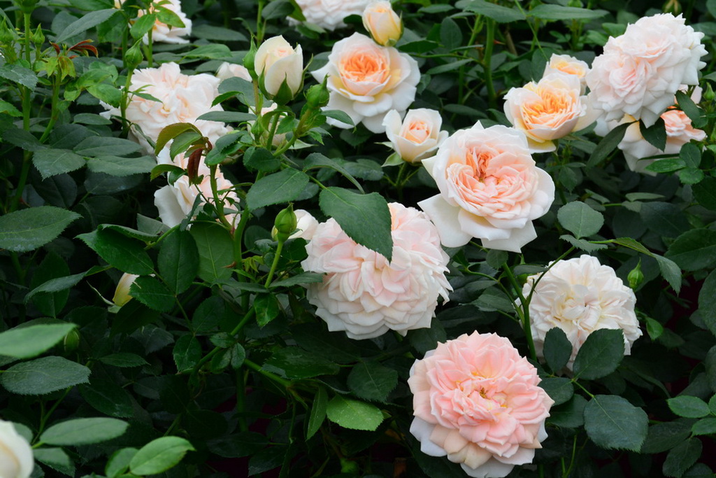 Rosa (F) `Garden of Roses`®